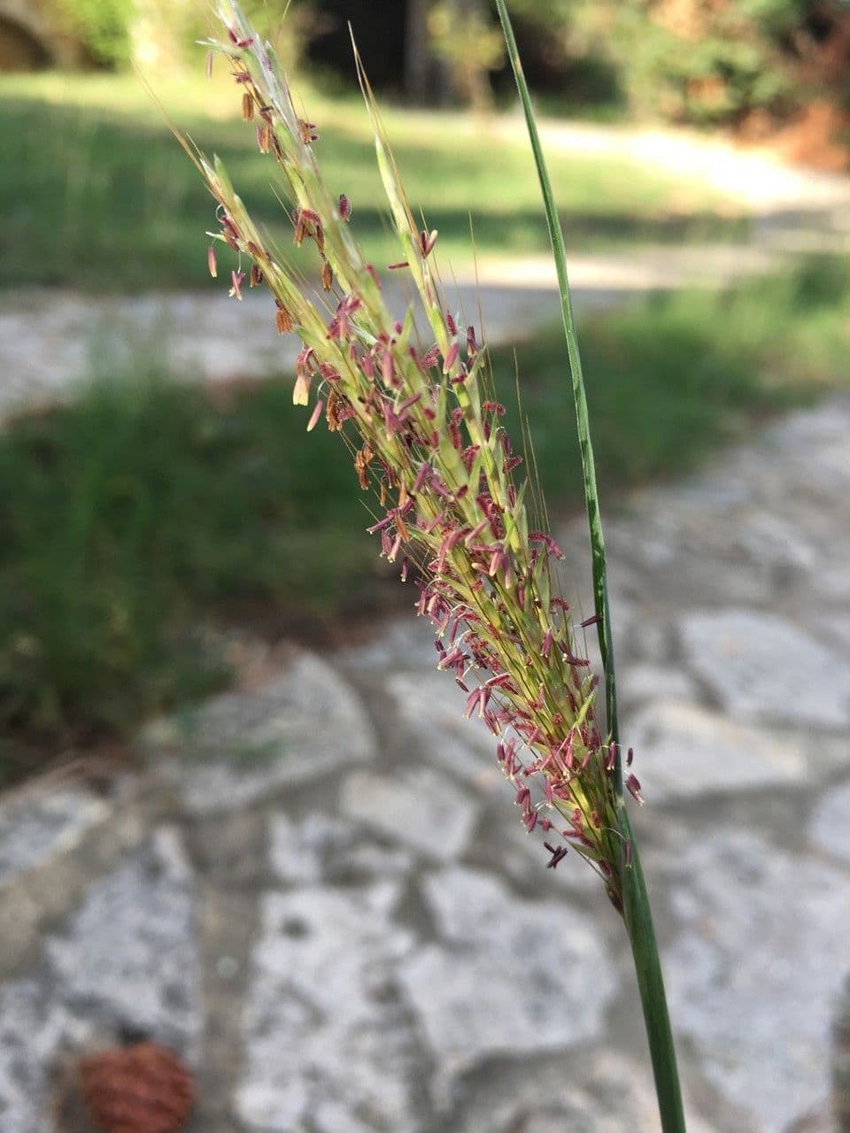 Tripsacum dactyloides 9
