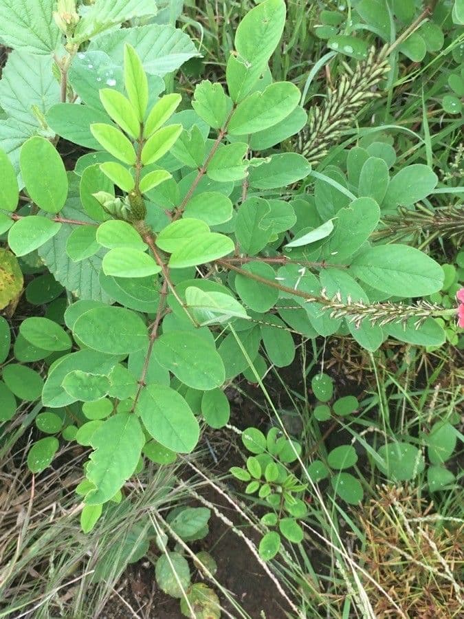 Indigofera 15