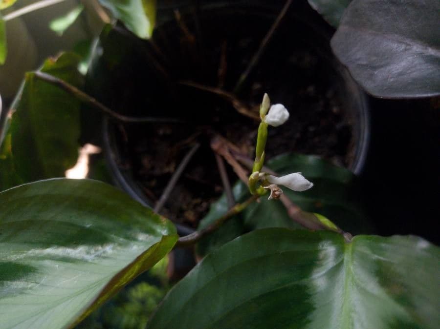 Maranta