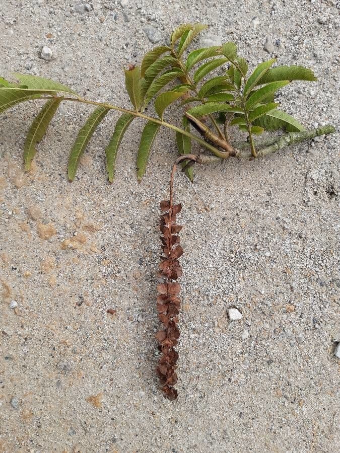 Pterocarya rhoifolia 3