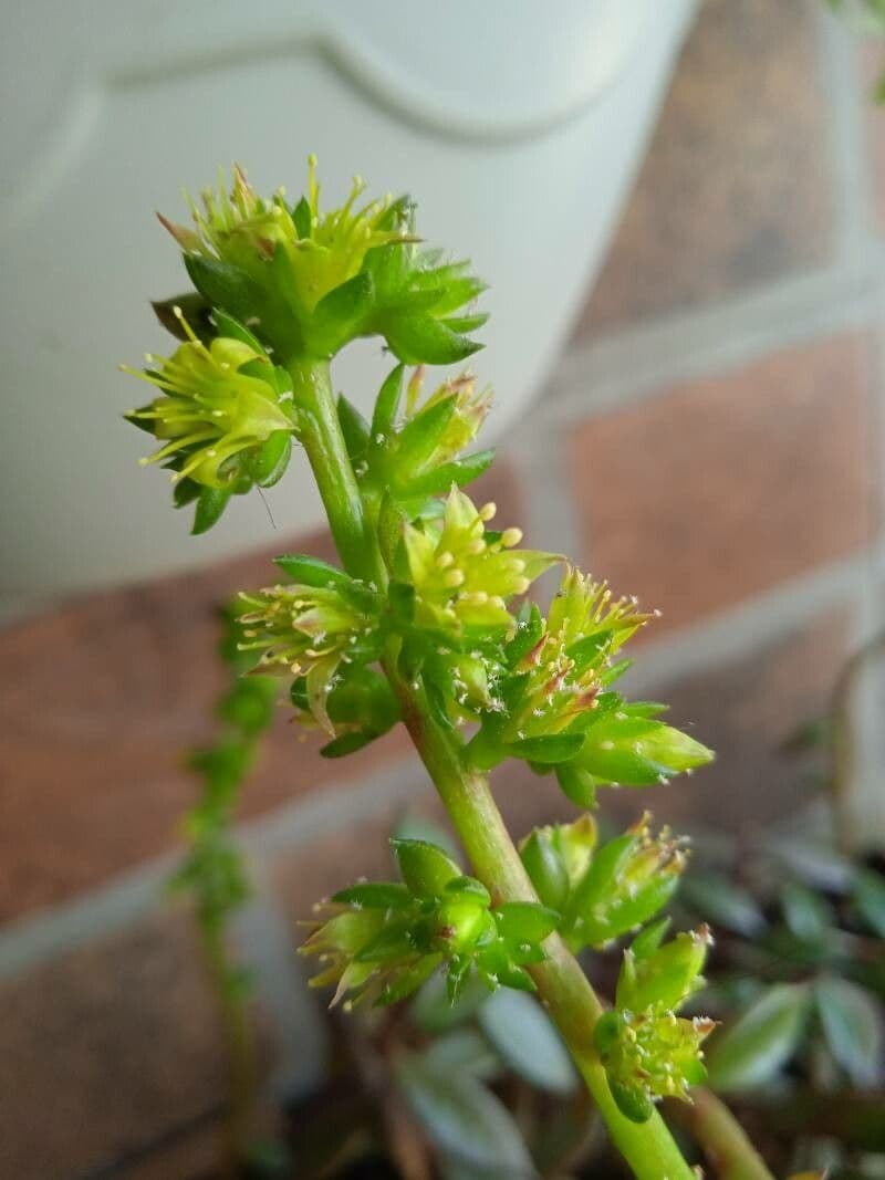 Lenophyllum 3