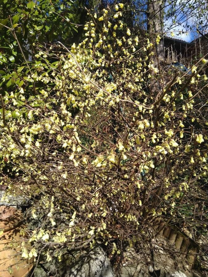 Corylopsis 11