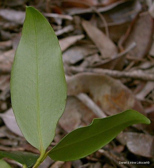Garcinia 17