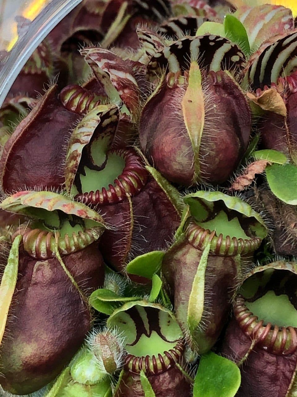 Cephalotus 6