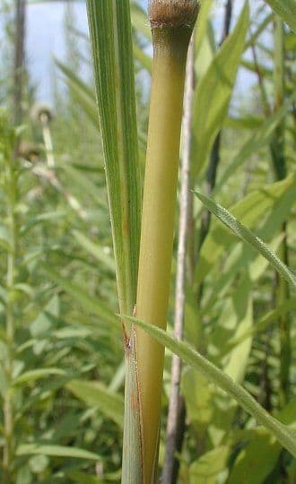 Sorghastrum nutans 24