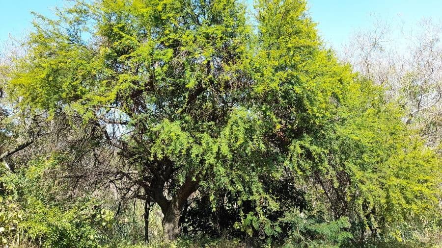 Prosopis 11