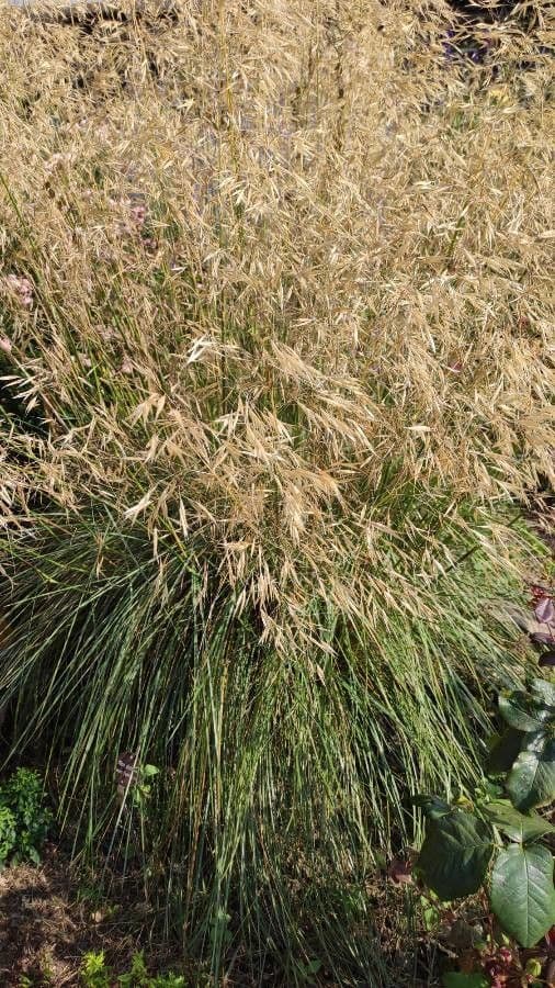 Stipa 6