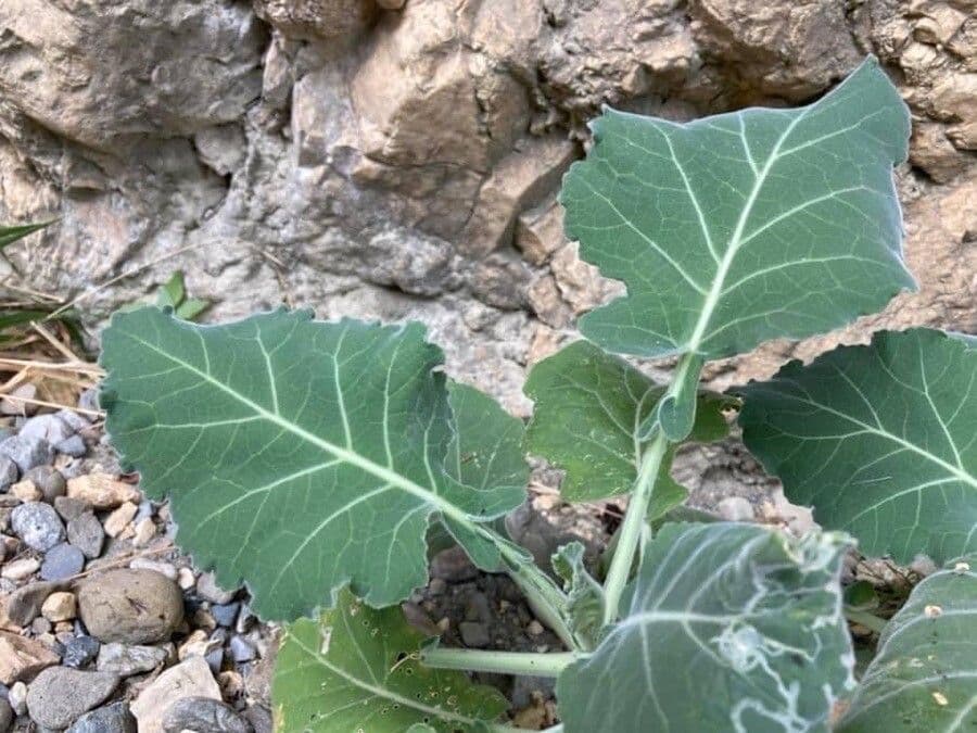 Cavolo 3