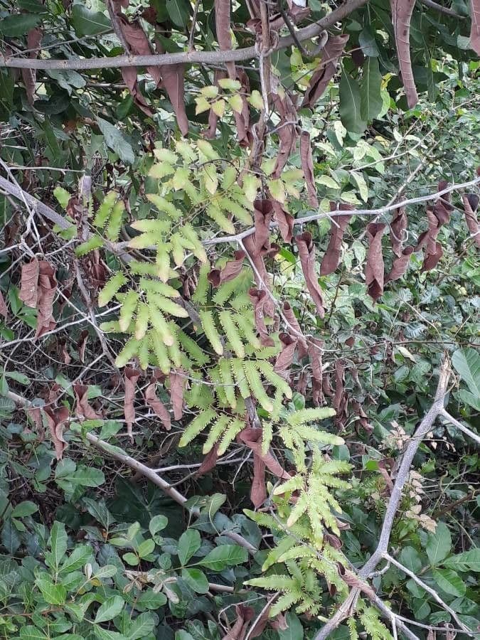 Felce rampicante 5