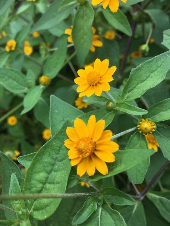 Mélampode divariqué 2