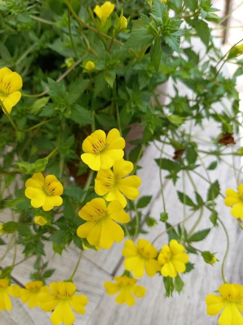 Mecardonia procumbens 4