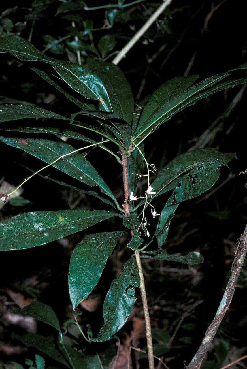 Sterculia