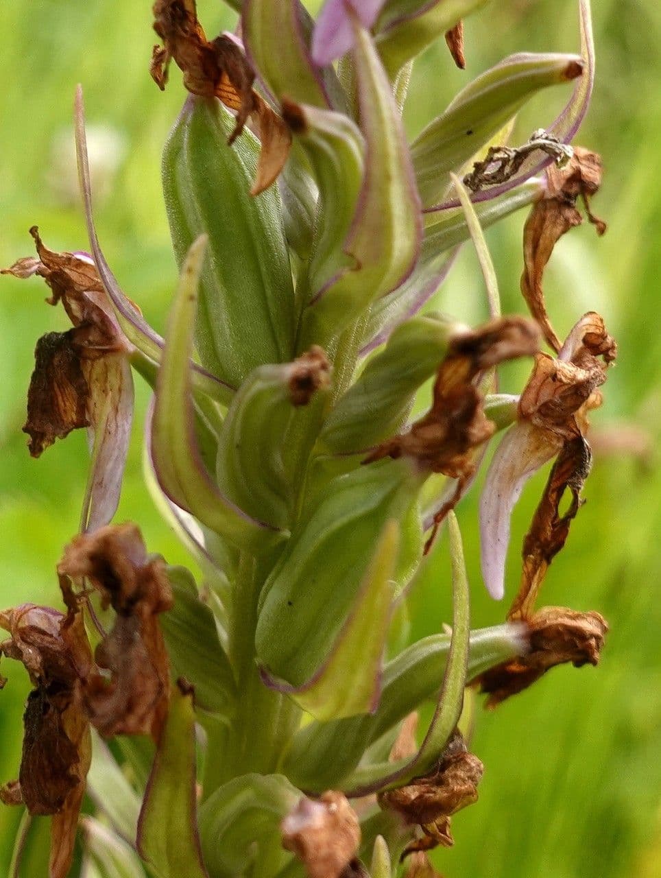 Orchis négligé 4