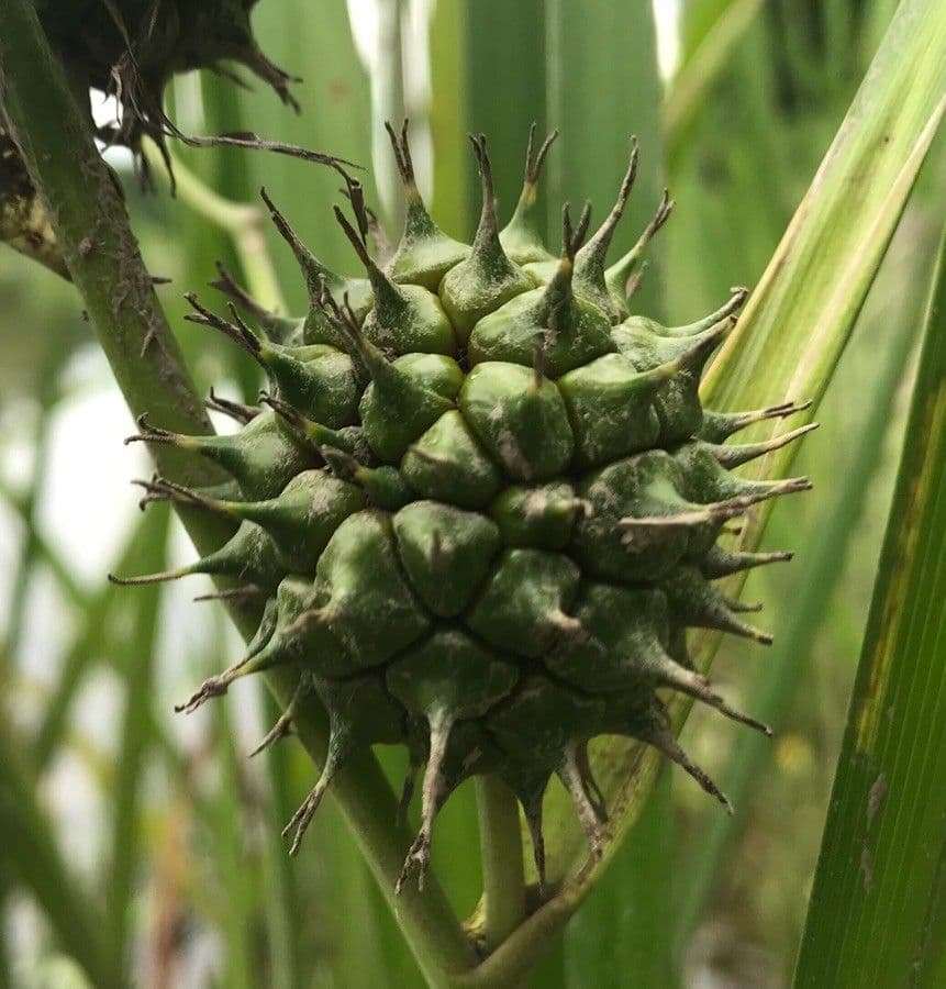 Sparganio 2