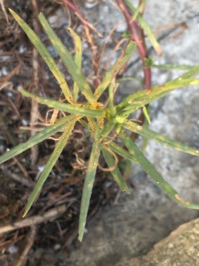 Senecio 13