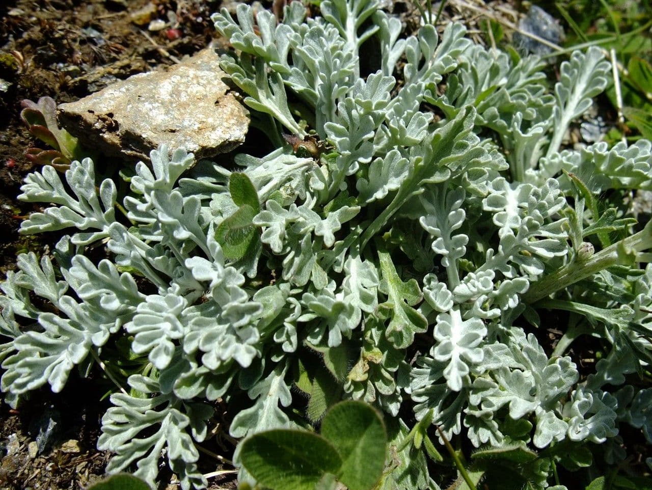Senecio grigio 15