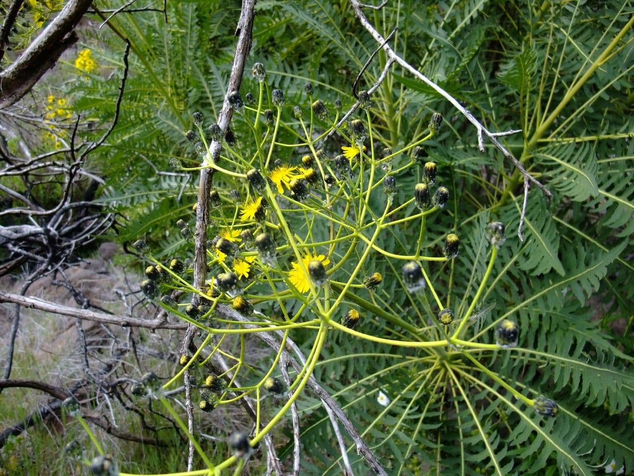 Grespino 9