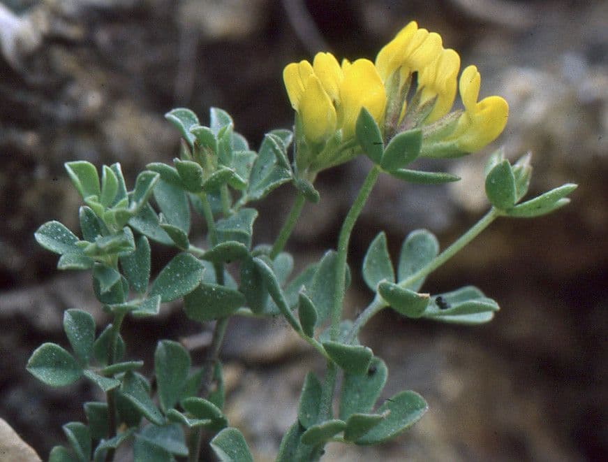 Lotus cytisoides 25