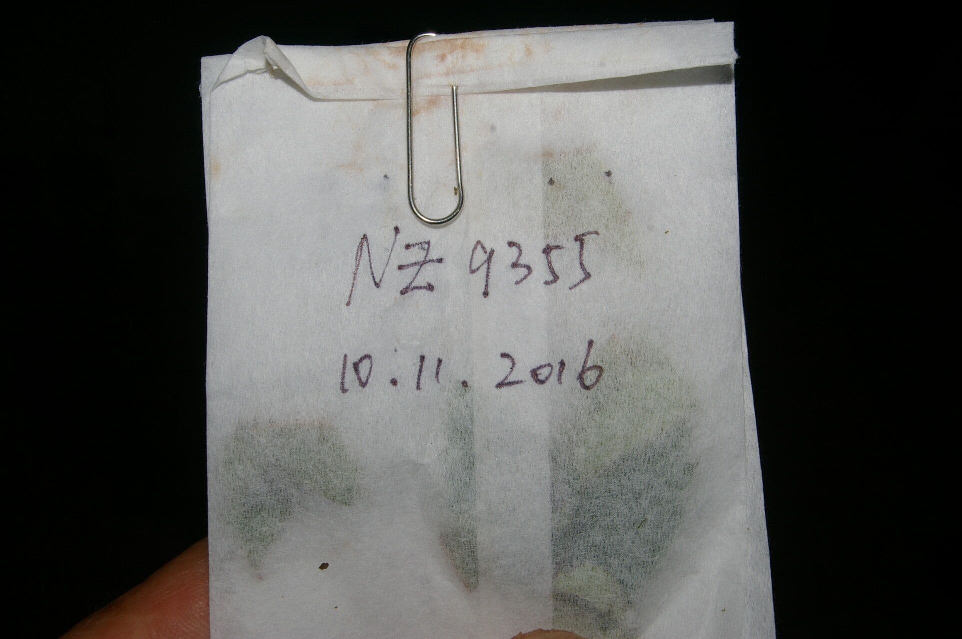 Drymonia coriacea 13