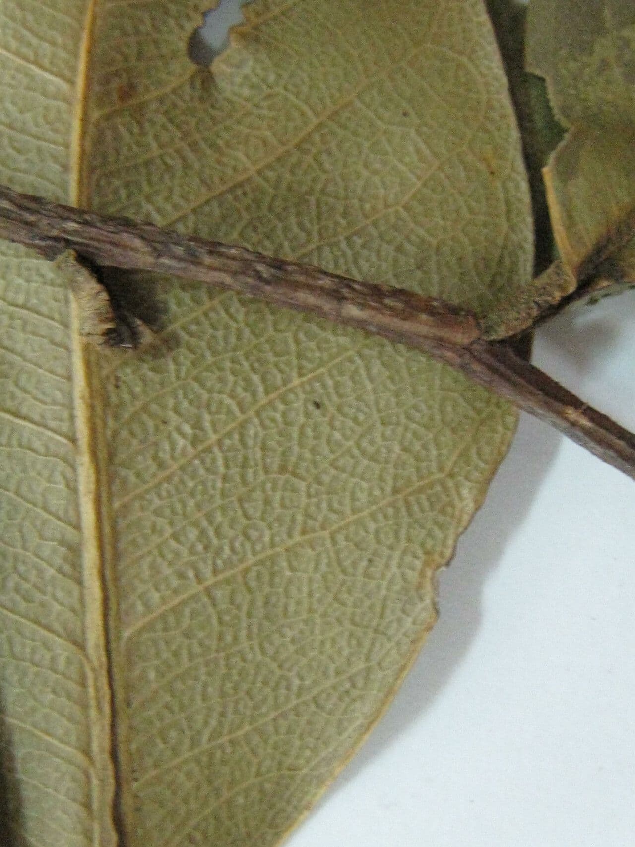 Eschweilera 3