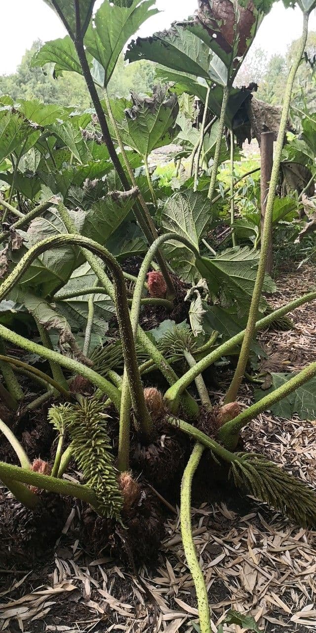Gunnera tinctoria 3