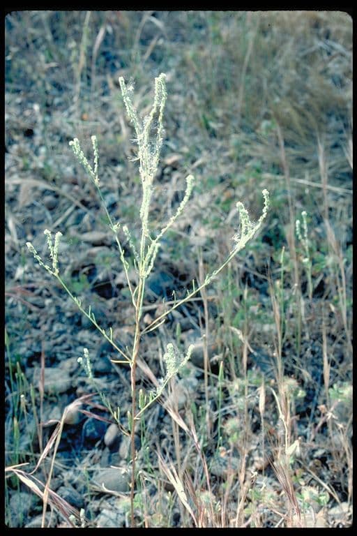Cryptantha wiotka 5