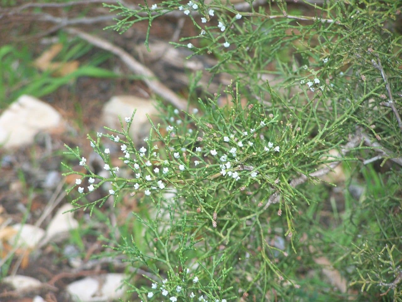 Sandarakbaum 11