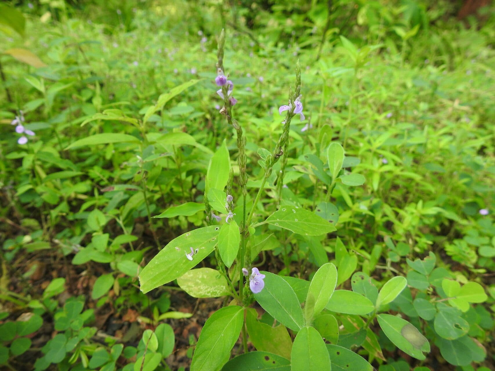 Justicia procumbens subsp. procumbens 8