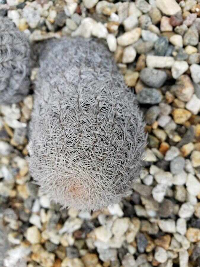 Cactus 6