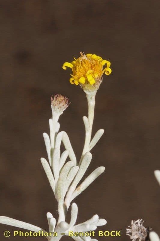 Pulicaria 14