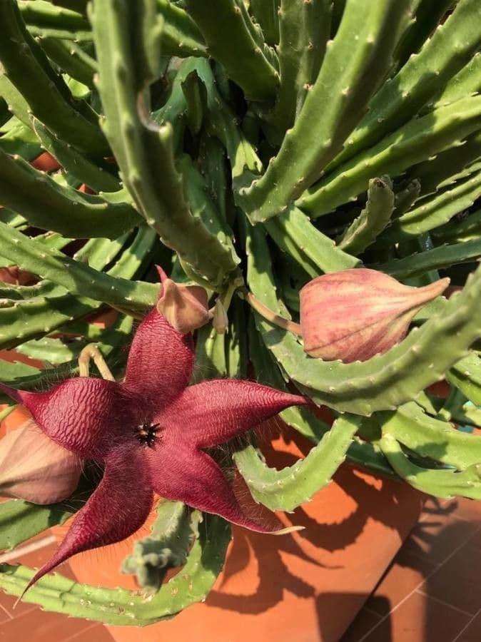 Aasblume 3