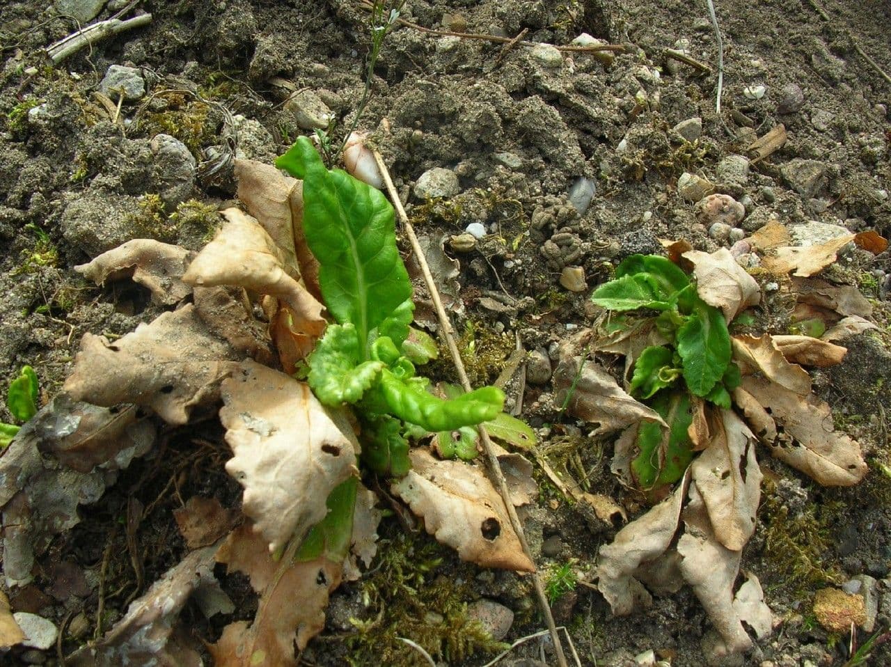 Vlčenka karintská 8