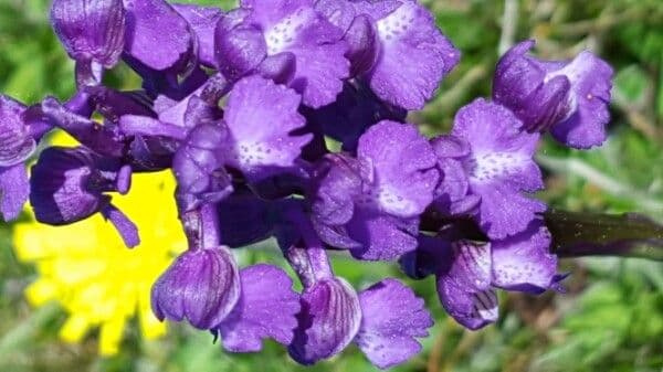 Orchide minore 8