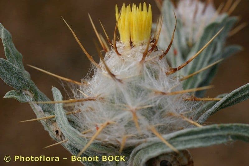 Zottiger Flockenblume