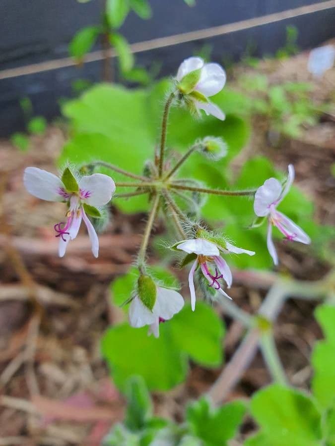Géranium mentholé 2