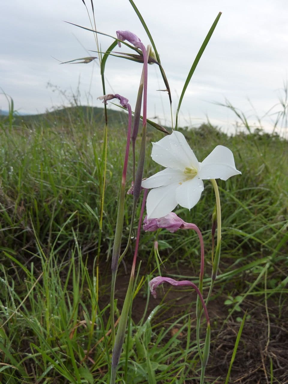 Gladiole 17