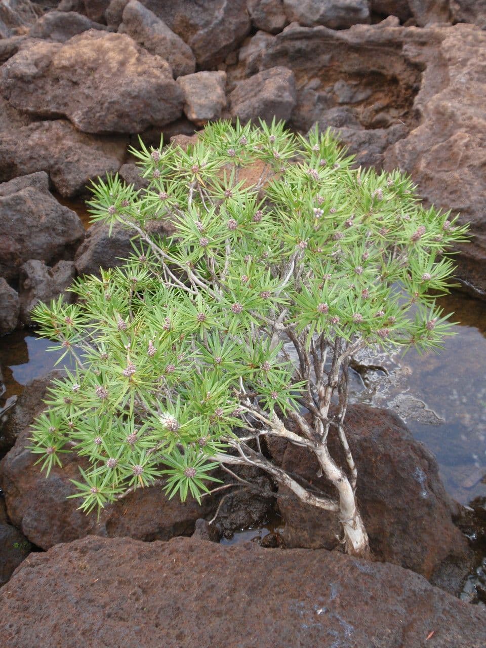 Melaleuca 9