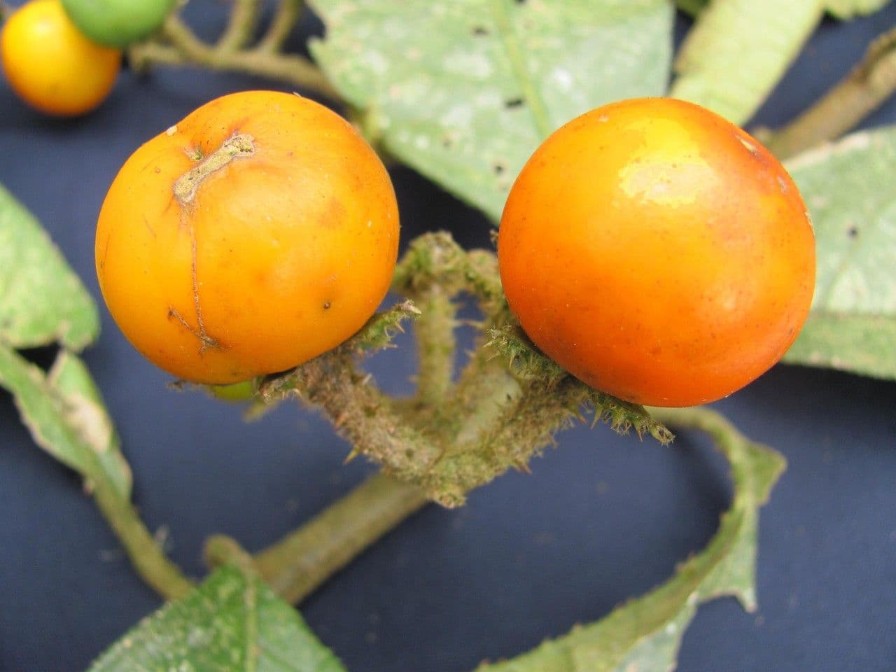 Solanum 4