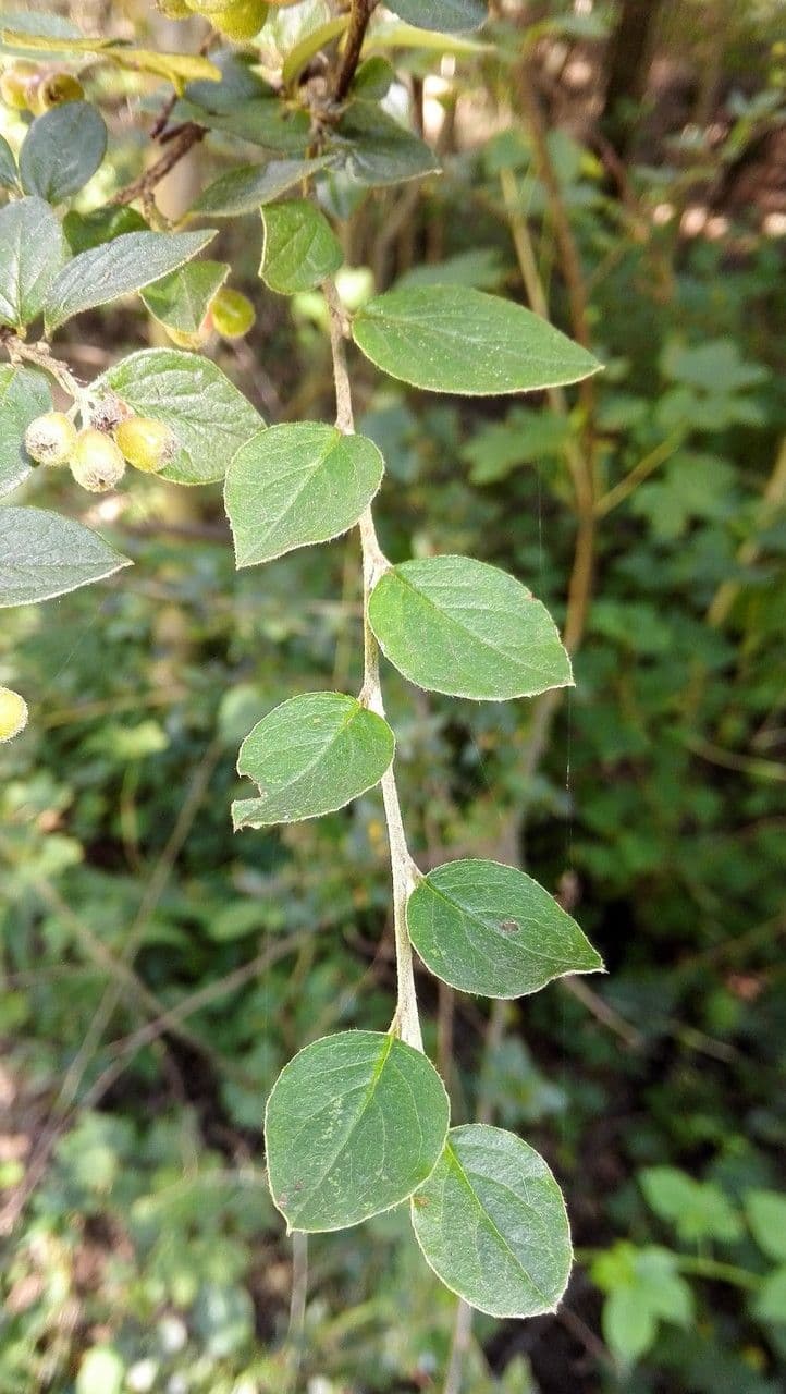 Cotoneaster de Diels 13