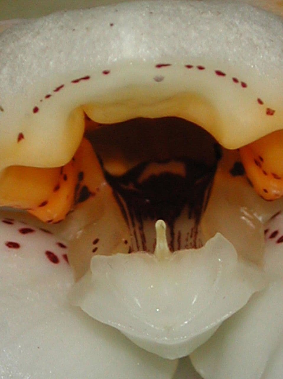 Stanhopea 10