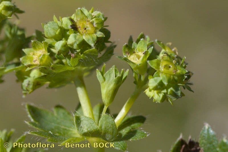 Alchemilla