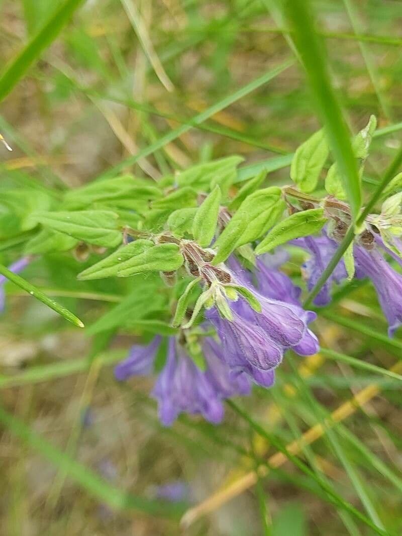 Scutellaria hastata 11