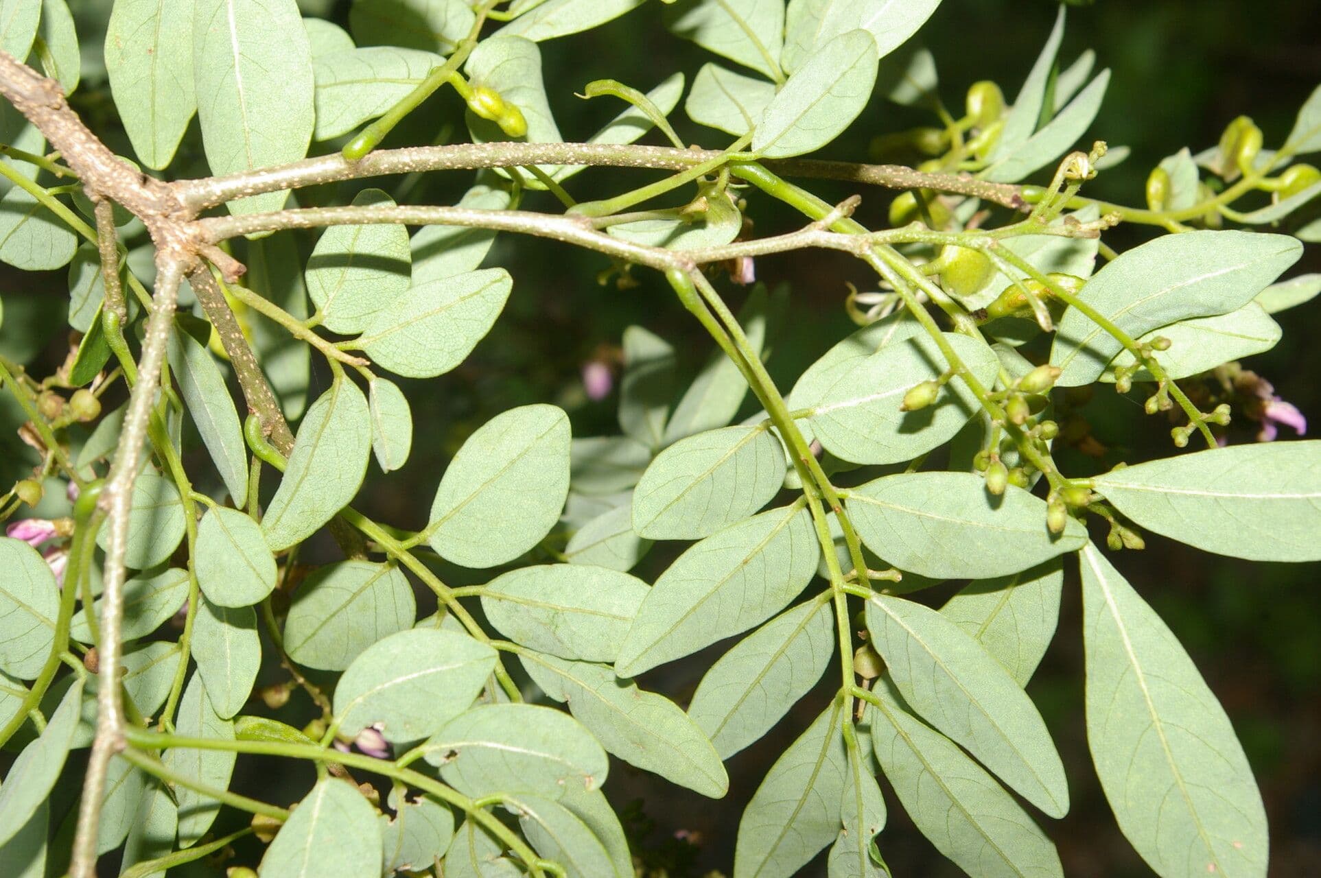 Lonchocarpus lanceolato 9