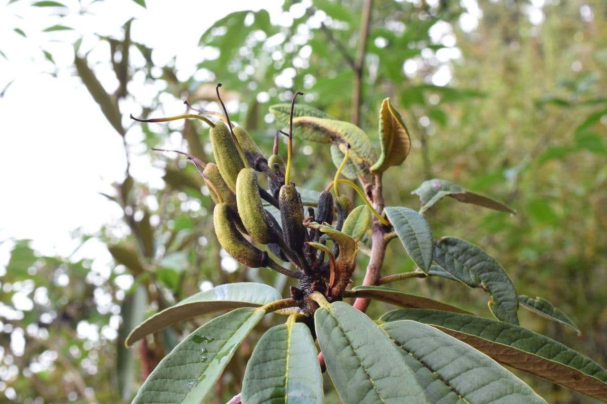Rododendron stromovit
 2