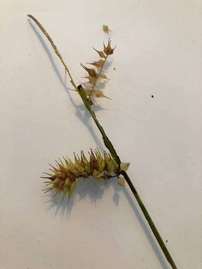 Cárice criptolepis 3