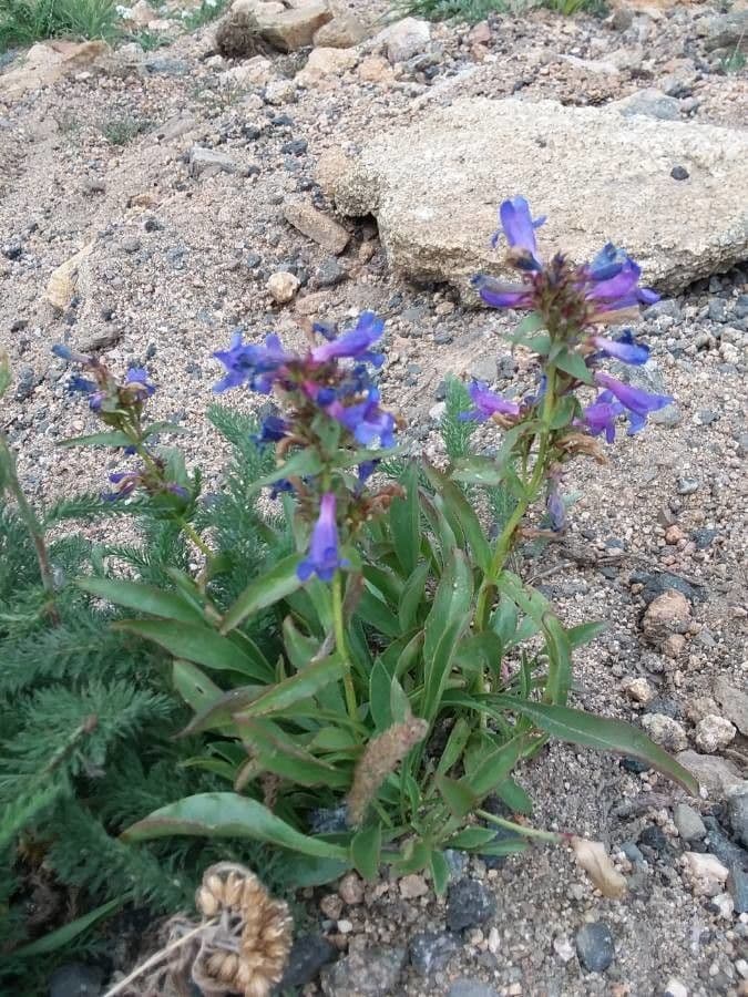 Penstemon 13