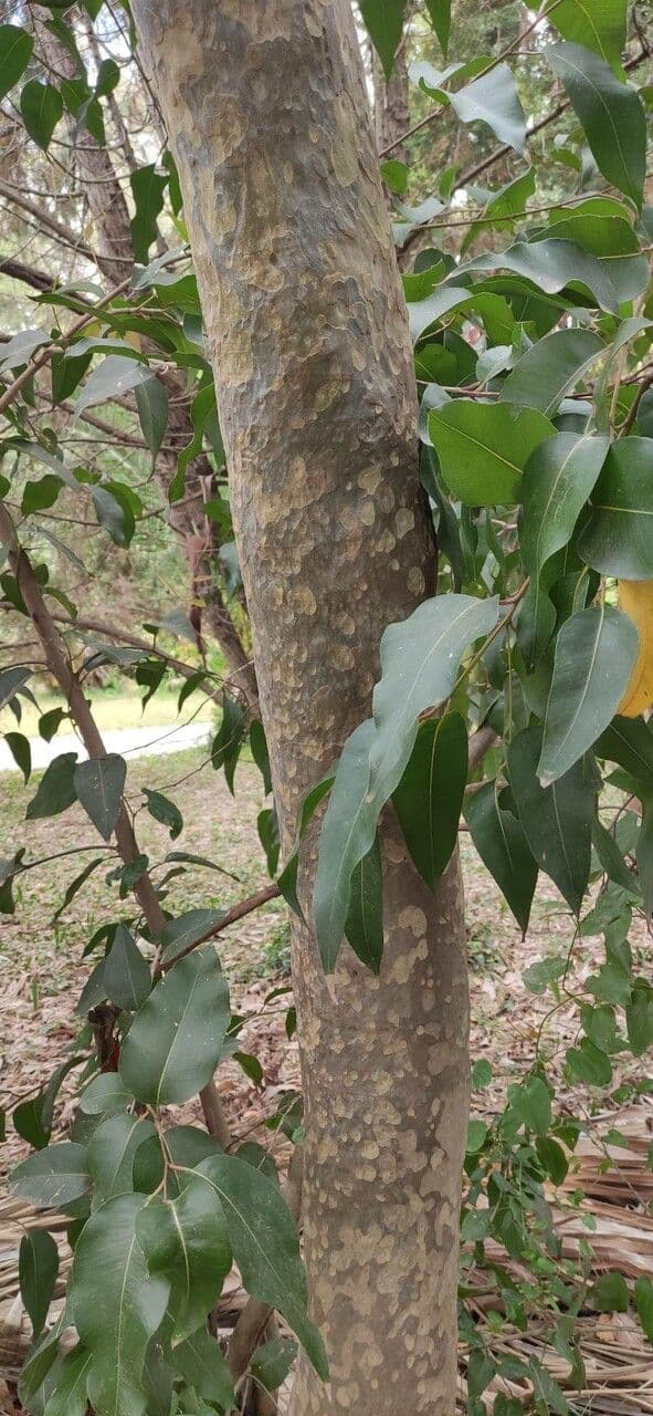 Gefleckte Eukalyptus 5