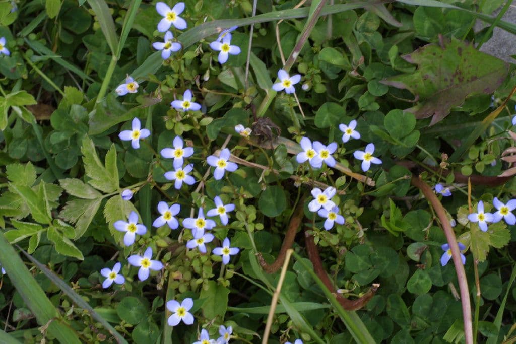 Houstonia serpyllifolia 9