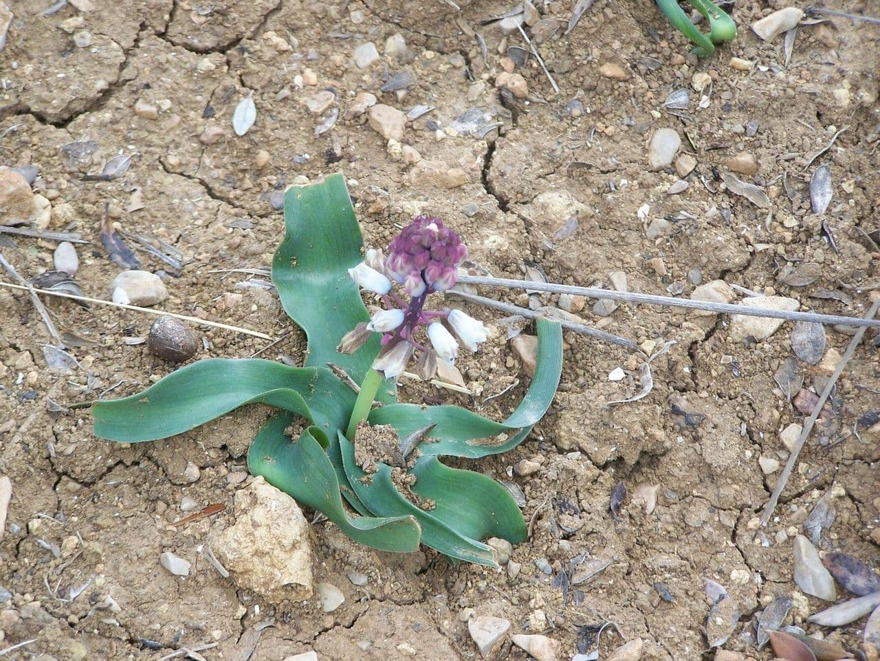 Bellevalia 5