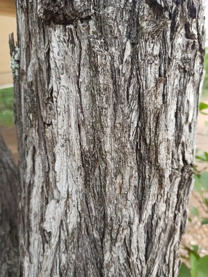 Mopane 11